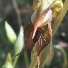 Oligochaetochilus calceolus at Bungonia, NSW - suppressed