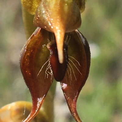Oligochaetochilus calceolus (Bungonia Rustyhood) at Bungonia, NSW - 31 Oct 2021 by Ned_Johnston
