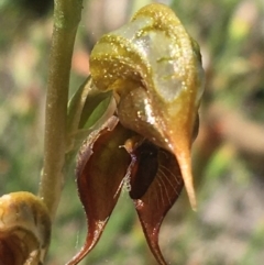 Oligochaetochilus calceolus at Bungonia, NSW - 31 Oct 2021