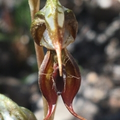 Oligochaetochilus calceolus (Bungonia Rustyhood) at Bungonia, NSW - 31 Oct 2021 by NedJohnston