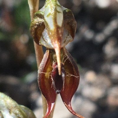 Oligochaetochilus calceolus (Bungonia Rustyhood) at Bungonia State Conservation Area - 31 Oct 2021 by Ned_Johnston