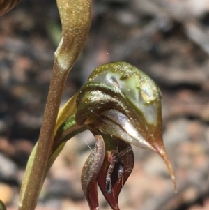Oligochaetochilus calceolus at Bungonia, NSW - 31 Oct 2021