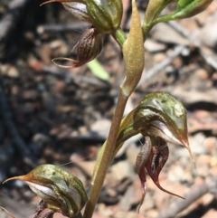 Oligochaetochilus calceolus at Bungonia, NSW - suppressed