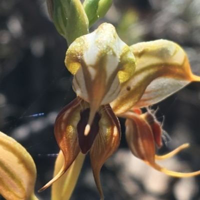 Oligochaetochilus calceolus (Bungonia Rustyhood) at Bungonia, NSW - 31 Oct 2021 by NedJohnston