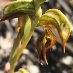 Oligochaetochilus calceolus at Bungonia, NSW - 31 Oct 2021