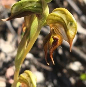 Oligochaetochilus calceolus at Bungonia, NSW - 31 Oct 2021