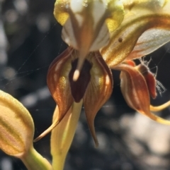 Oligochaetochilus calceolus at Bungonia, NSW - 31 Oct 2021