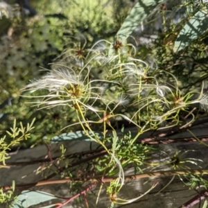 Clematis leptophylla at Watson, ACT - 31 Oct 2021 05:23 PM