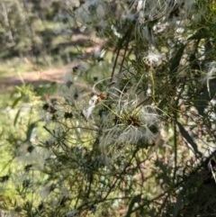 Clematis leptophylla at Watson, ACT - 31 Oct 2021 05:23 PM