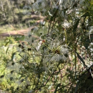 Clematis leptophylla at Watson, ACT - 31 Oct 2021