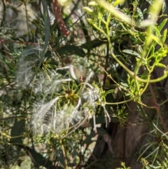 Clematis leptophylla at Watson, ACT - 31 Oct 2021 05:23 PM