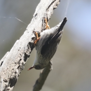 Daphoenositta chrysoptera at Hawker, ACT - 31 Oct 2021