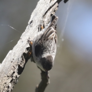 Daphoenositta chrysoptera at Hawker, ACT - 31 Oct 2021