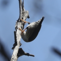 Daphoenositta chrysoptera at Hawker, ACT - 31 Oct 2021