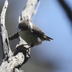 Daphoenositta chrysoptera at Hawker, ACT - 31 Oct 2021