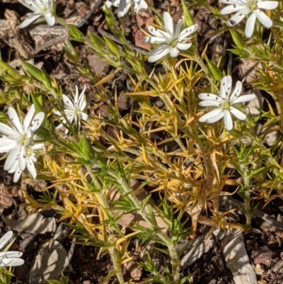 Stellaria pungens (Prickly Starwort) at Mount Majura - 31 Oct 2021 by abread111