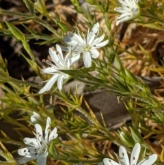 Stellaria pungens at Watson, ACT - 31 Oct 2021 05:18 PM