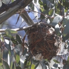 Philemon corniculatus (Noisy Friarbird) at The Pinnacle - 30 Oct 2021 by AlisonMilton