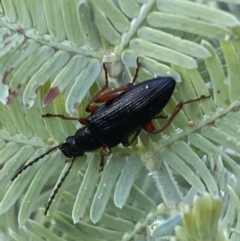 Unidentified Darkling beetle (Tenebrionidae) (TBC) at Jerrabomberra, NSW - 31 Oct 2021 by Steve_Bok
