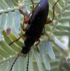 Lepturidea sp. (genus) at Jerrabomberra, NSW - 31 Oct 2021