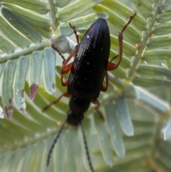Lepturidea sp. (genus) at Jerrabomberra, NSW - 31 Oct 2021