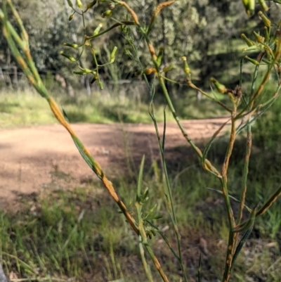 Senecio (genus) (A Fireweed) at Watson, ACT - 31 Oct 2021 by abread111