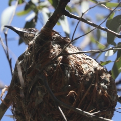 Philemon corniculatus (Noisy Friarbird) at Hawker, ACT - 31 Oct 2021 by AlisonMilton