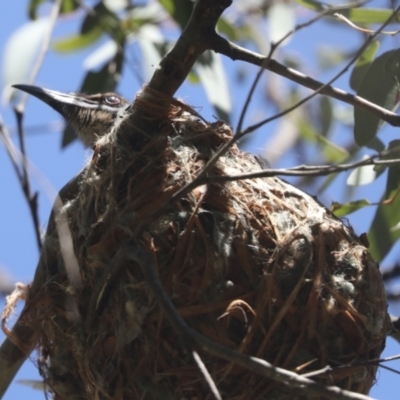 Philemon corniculatus (Noisy Friarbird) at Hawker, ACT - 30 Oct 2021 by AlisonMilton