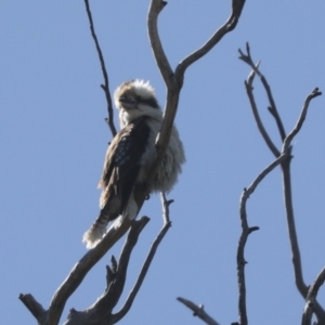 Dacelo novaeguineae at Hawker, ACT - 31 Oct 2021 10:10 AM