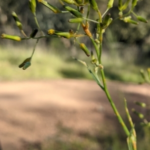 Rust fungus at Watson, ACT - 31 Oct 2021