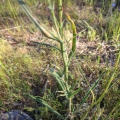 Rust fungus at Watson, ACT - 31 Oct 2021