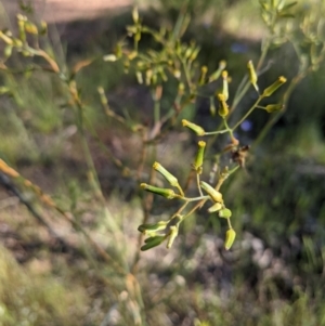 Rust fungus at Watson, ACT - 31 Oct 2021 05:29 PM