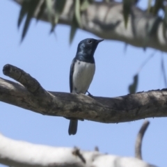 Myiagra rubecula (Leaden Flycatcher) at Weetangera, ACT - 30 Oct 2021 by AlisonMilton