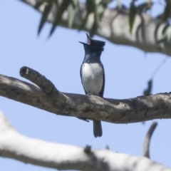 Myiagra rubecula at Weetangera, ACT - 31 Oct 2021