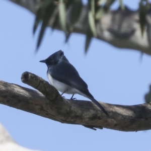 Myiagra rubecula at Weetangera, ACT - 31 Oct 2021