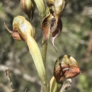 Oligochaetochilus calceolus at Bungonia, NSW - suppressed