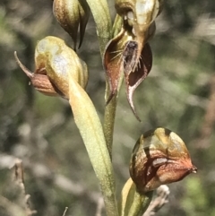 Oligochaetochilus calceolus at Bungonia, NSW - suppressed