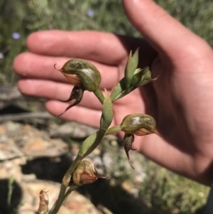 Oligochaetochilus calceolus at Bungonia, NSW - suppressed