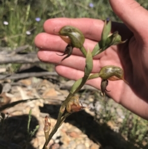 Oligochaetochilus calceolus at Bungonia, NSW - suppressed