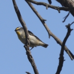 Pardalotus striatus (Striated Pardalote) at Hawker, ACT - 30 Oct 2021 by AlisonMilton