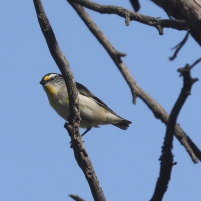 Pardalotus striatus (Striated Pardalote) at The Pinnacle - 30 Oct 2021 by AlisonMilton