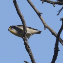 Pardalotus striatus at Hawker, ACT - 31 Oct 2021 09:37 AM