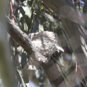 Rhipidura leucophrys at Hawker, ACT - 31 Oct 2021