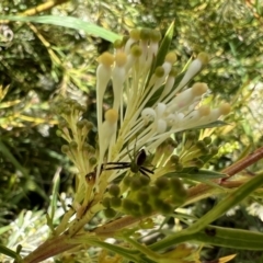 Australomisidia pilula (Lozenge-shaped Flower Spider) at Murrumbateman, NSW - 30 Oct 2021 by SimoneC