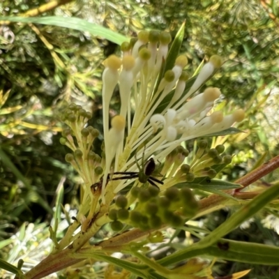 Australomisidia pilula (Lozenge-shaped Flower Spider) at Murrumbateman, NSW - 30 Oct 2021 by SimoneC