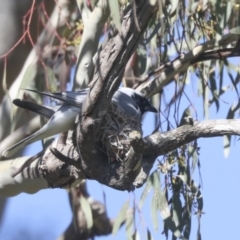 Coracina novaehollandiae (Black-faced Cuckooshrike) at Hawker, ACT - 30 Oct 2021 by AlisonMilton