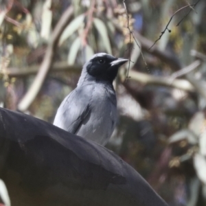 Coracina novaehollandiae at Hawker, ACT - 31 Oct 2021