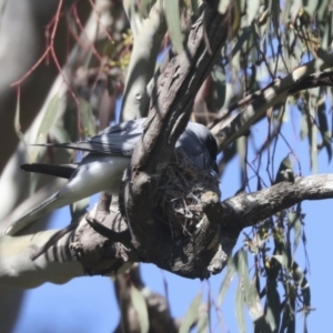 Coracina novaehollandiae at Hawker, ACT - 31 Oct 2021