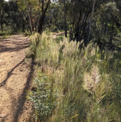 Austrostipa densiflora (Foxtail Speargrass) at Mount Majura - 31 Oct 2021 by abread111