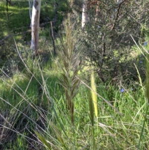 Austrostipa densiflora at Watson, ACT - 31 Oct 2021